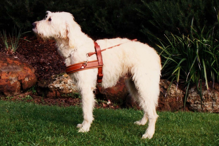 A white labradoodle wearing a leather harness stands in a garden.