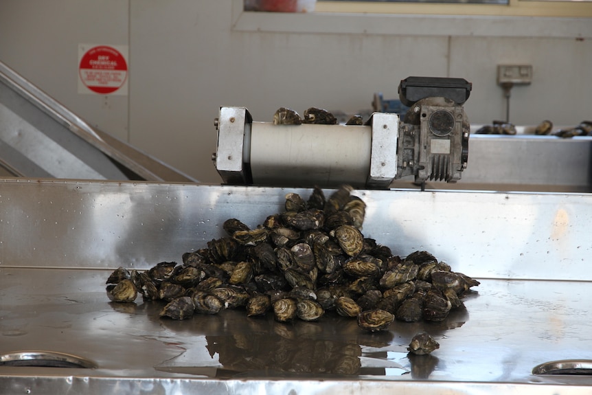 a pile of unshucked oysters sit on a silver surface.