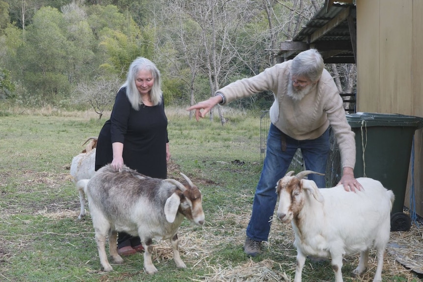 A couple in their 60s feeding goats some hay beside a shed in a bush paddock.