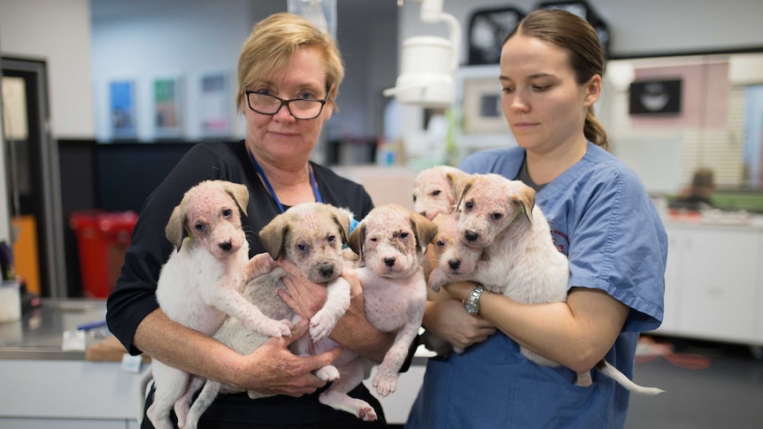 Two vets hold the seven puppies in poor condition.