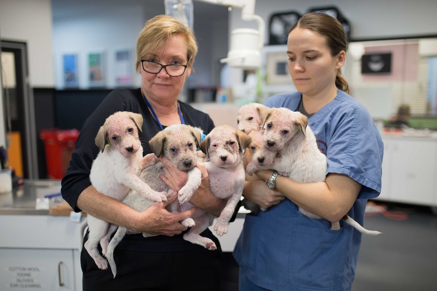 Two vets hold the seven puppies in poor condition.
