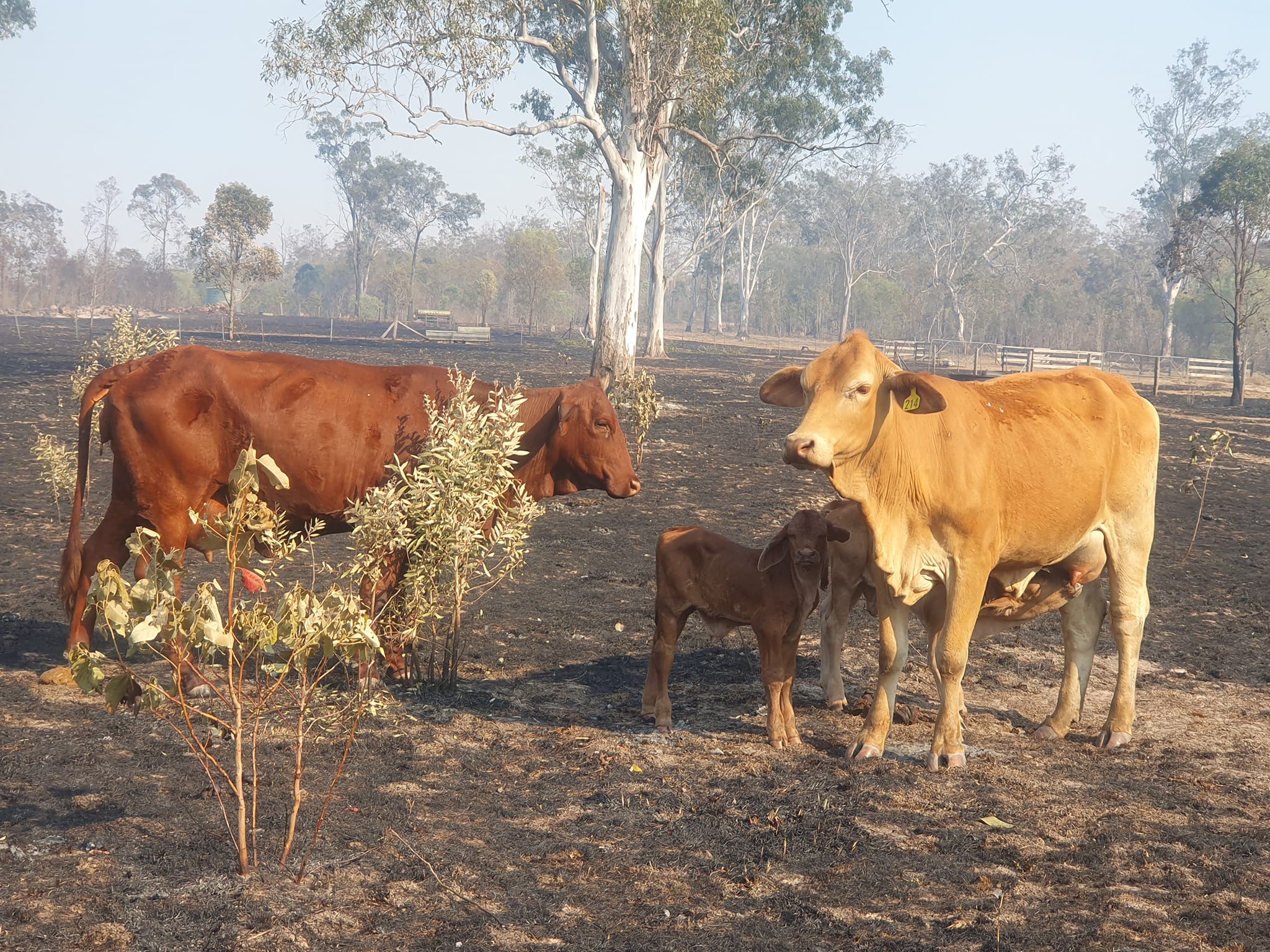 A calf is suckling on a cow in a burnt out paddock another cow and calf stand near by - all the grass is black.