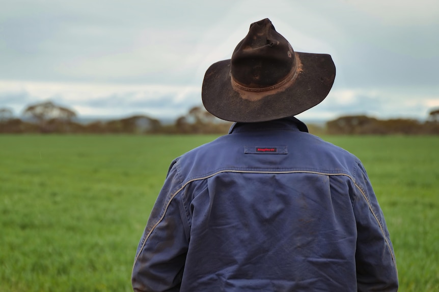 Man looks over a young crop