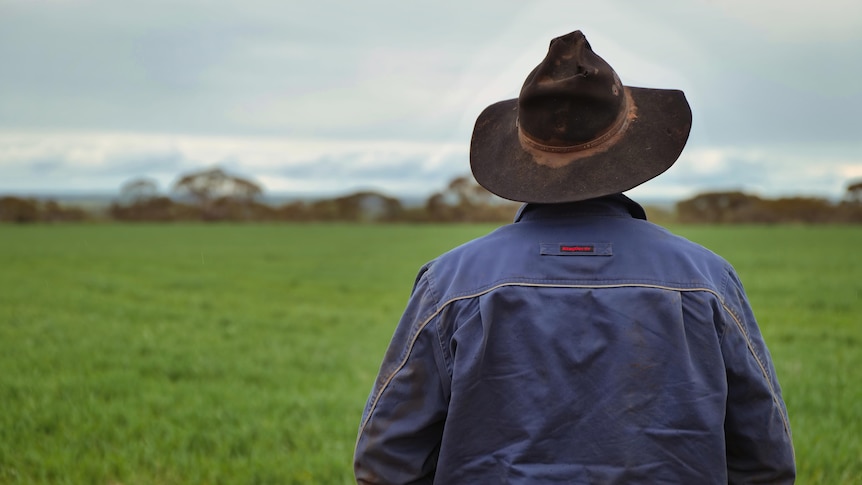 Man looks over a young crop