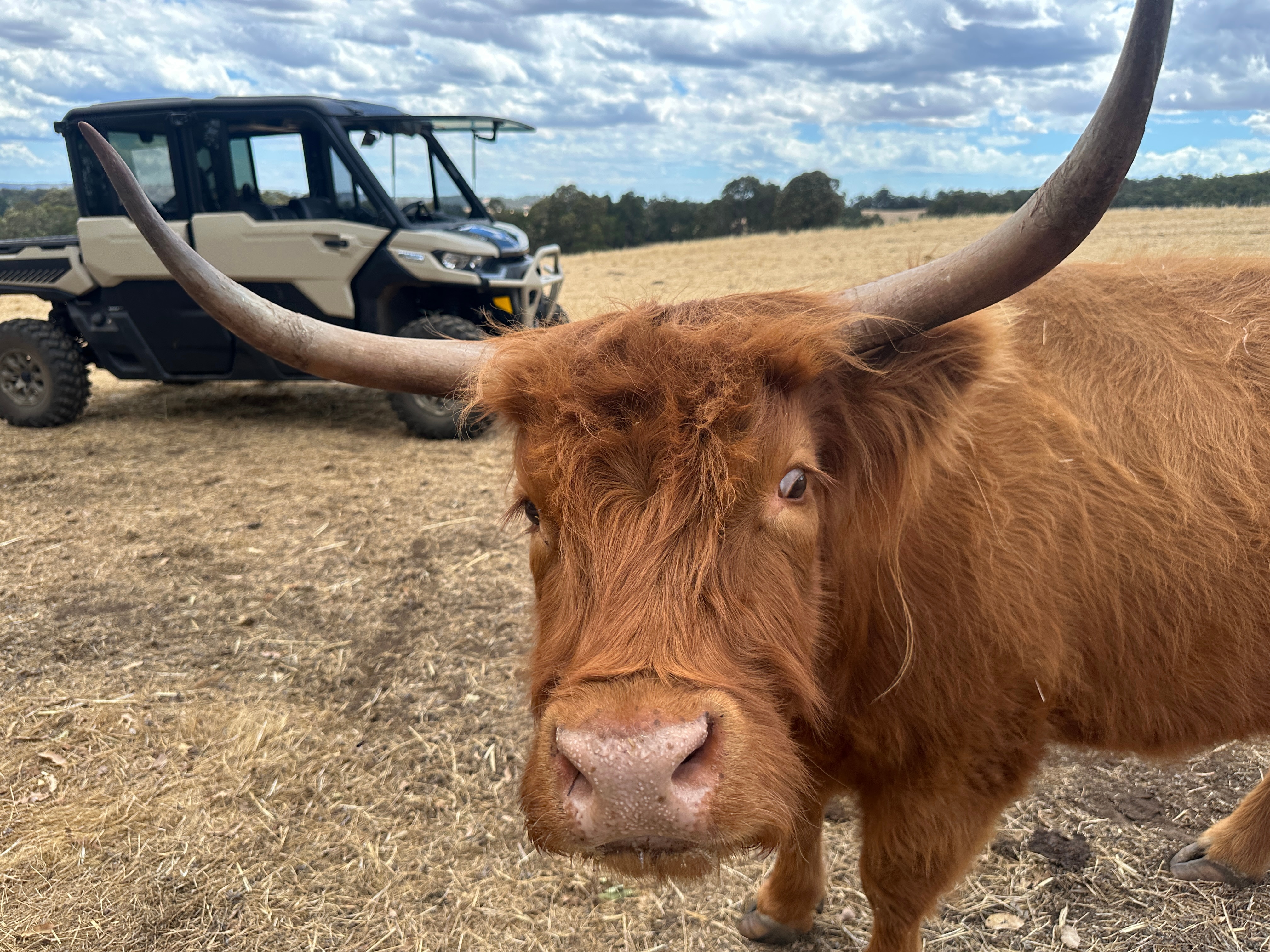 A highland cow in the foreground with a kahki green coloured 4-wheel-drive buggy ion the background, all in paddock