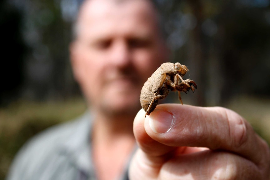 Simon Fearn holding a cicada in its nymph stage.