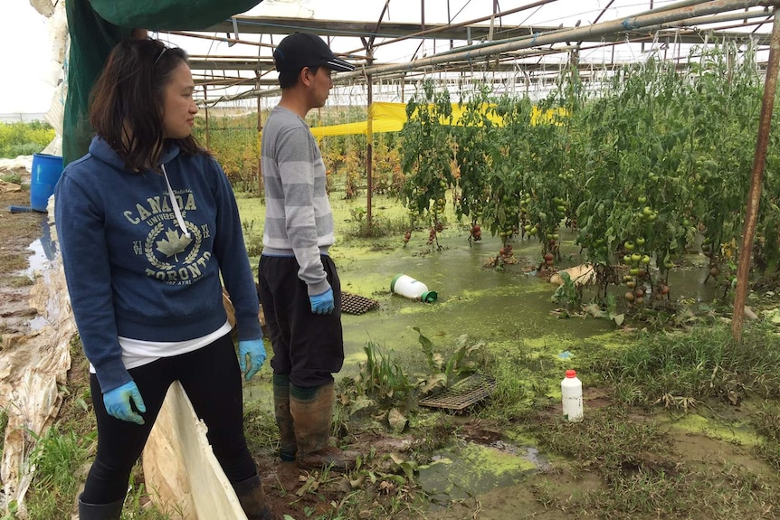 Trang Minh Xuan look at their ruined tomato plants