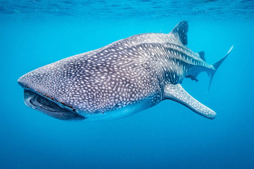 A whale shark swimming.