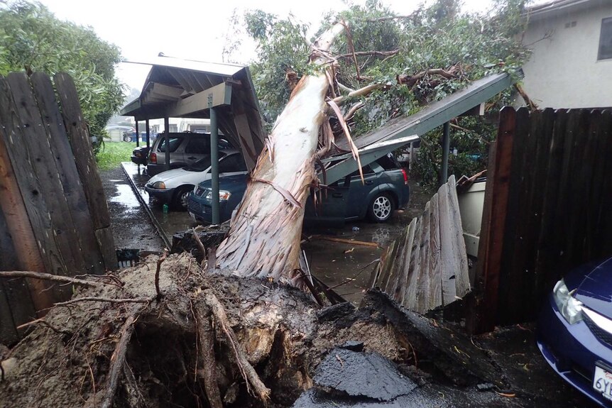 A large eucalyptus tree toppled onto carport damaging multiple vehicles in Goleta, California.