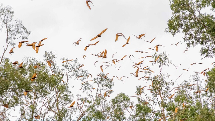 A swarm of flying foxes fly between trees along Charleys Creek in Chinchilla.