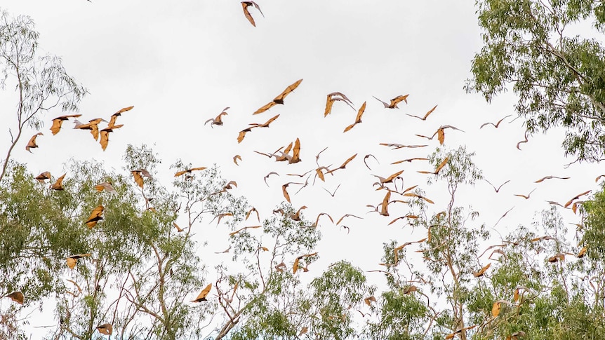 A swarm of flying foxes fly between trees along Charleys Creek in Chinchilla.