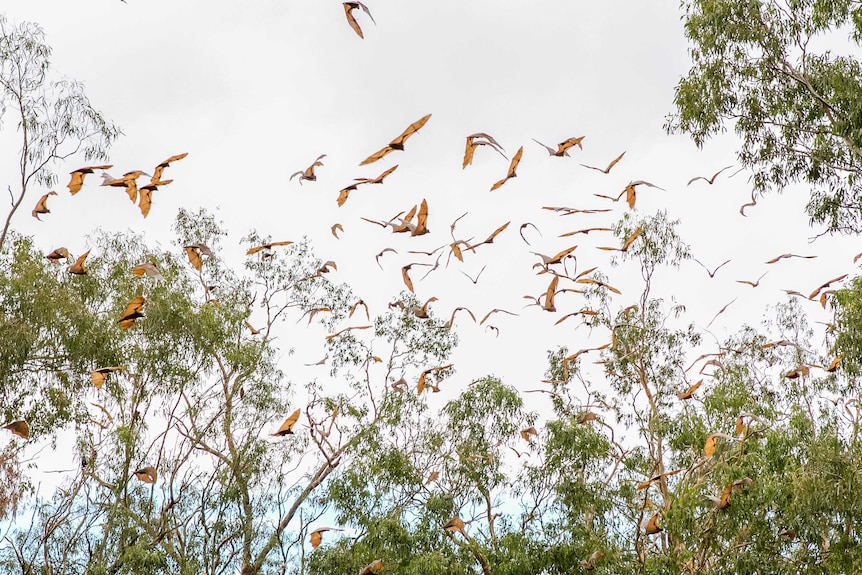 A swarm of flying foxes fly between trees.
