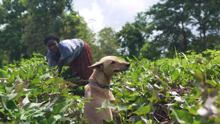 A Ugandan woman bends over to work in a field of plants, while a tan dog sits in front of her, turning to face the camera
