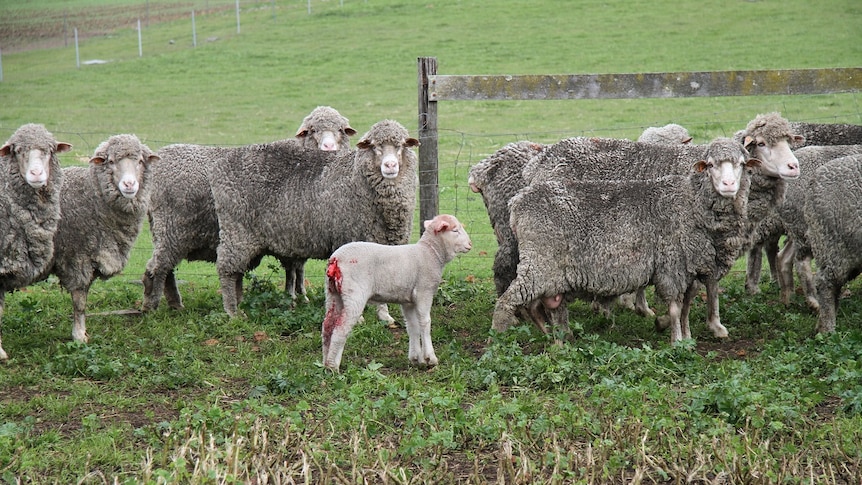 Lamb with a bloodied stump of a tail stands with sheep in a green paddock, Western Australia