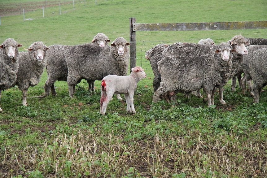 Lamb with a bloodied stump of a tail stands with sheep in a green paddock, Western Australia