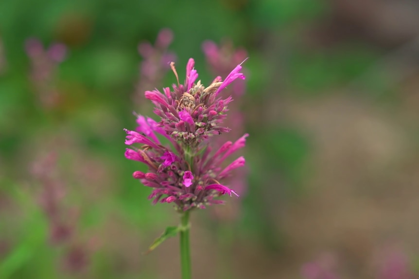The purple flower of the anise hyssop plant.