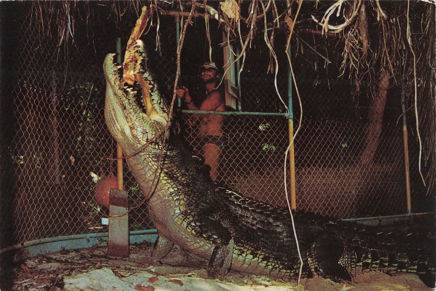 Man wearing swimming trunks feeding a large crocodile.