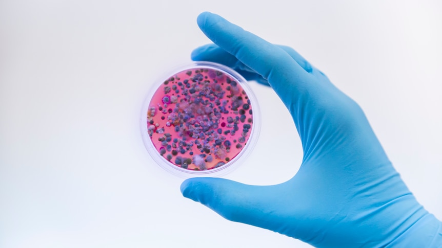 GettyImages-1438259726_antimicrobials