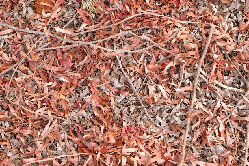 A photo of dead leaves on the ground