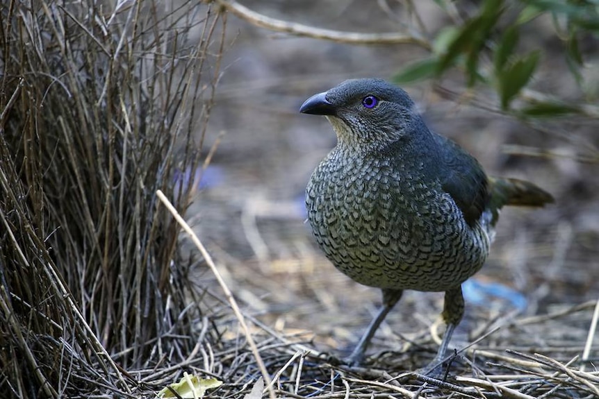 A male bowerbird looks over his bower