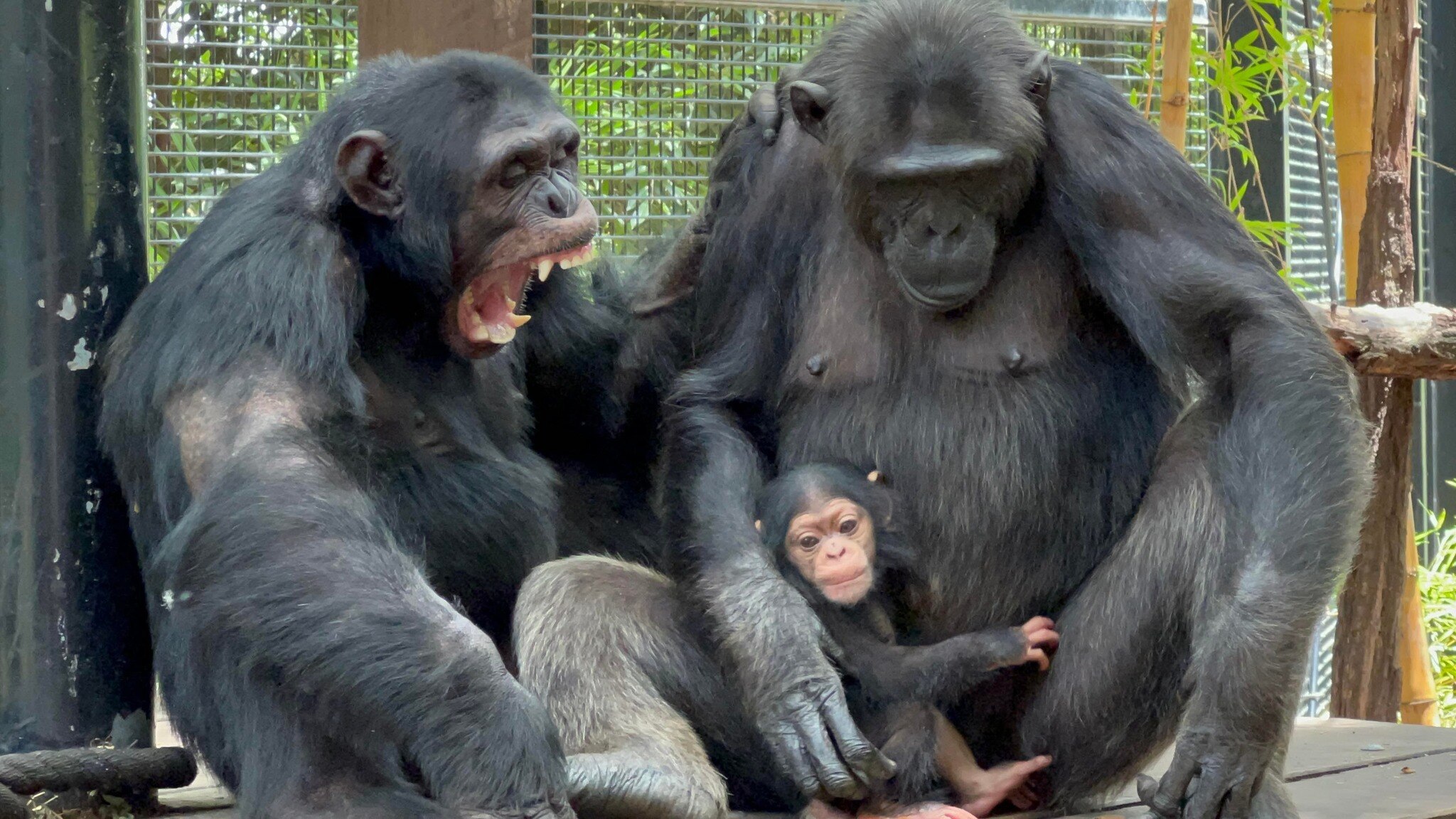 Two adults chimps, one yawning, with a baby chimpanzee sitting in lap.