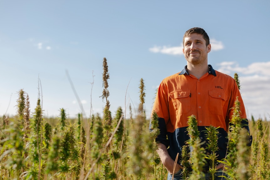 Tim Crow photographed in a field of hemp.