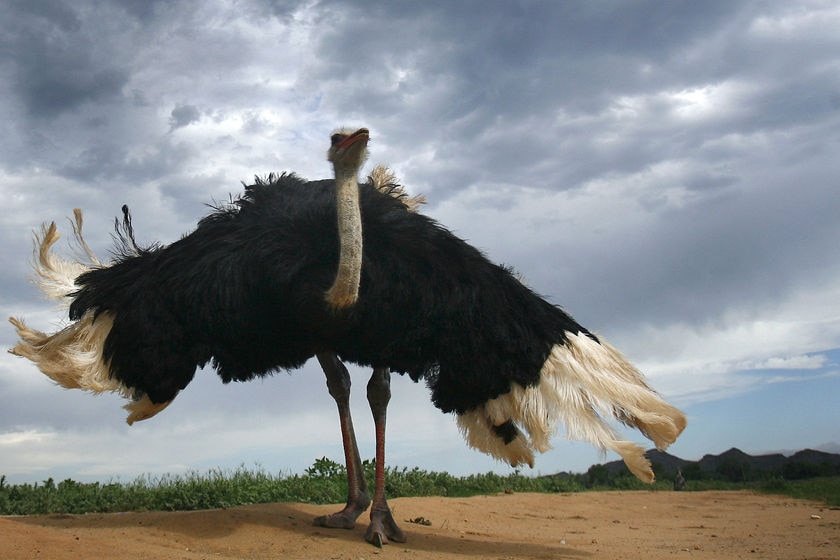 Ostriches break out of their enclosure
