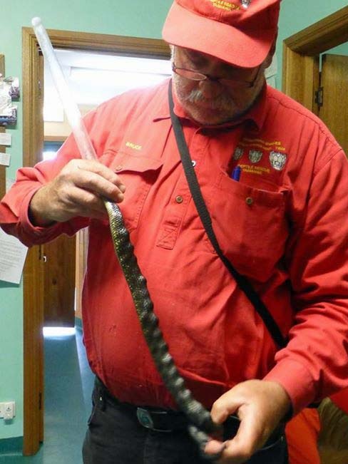 Bruce Press from Reptile Rescue Tasmania prepares to have a snake with a spinal disease x-rayed.