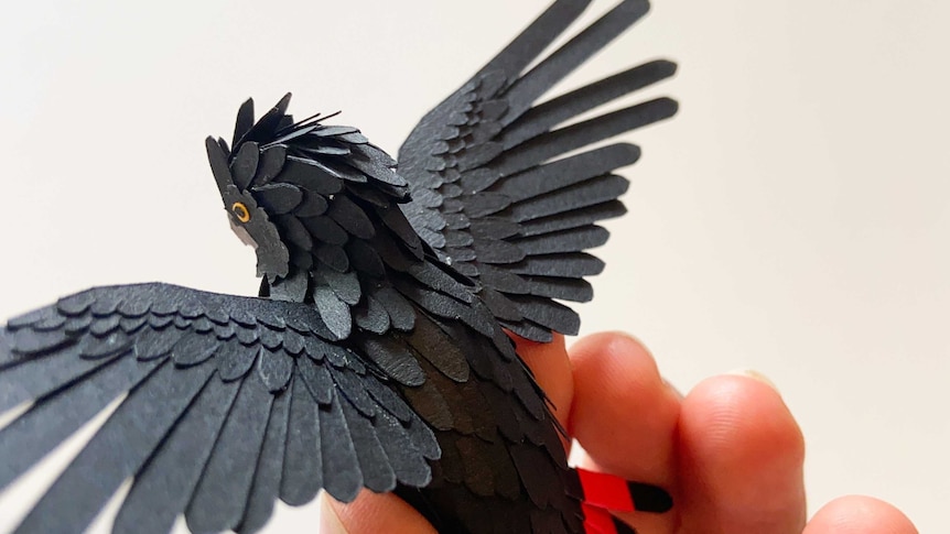 Small feathers on a black bird flying, being held in hand