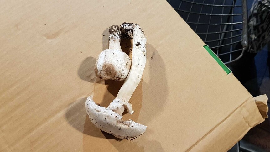 Two wild Yellow Stainer mushrooms on a cardboard box.