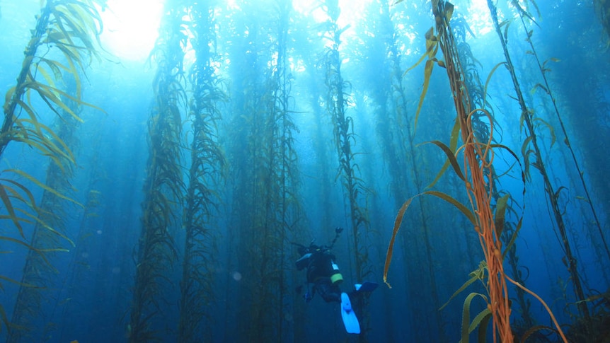 Fears Tasmania's giant kelp forests almost extinct