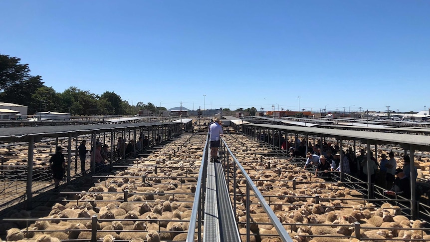 a wide shot shows auctioneers walking along a plank above hundreds of sheep in small pens during a sale