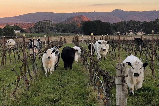 Seven cattle, all black and white, are standing amongst a vineyard with mountains in the background.
