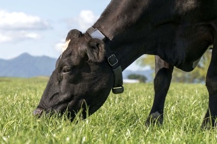 A cow eats grass while wearing a collar with a small screen