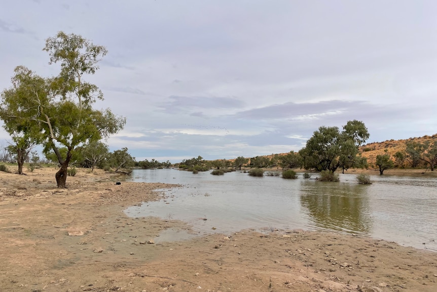 Two trees sit either side of Eyre Creek in the Simpson Desert