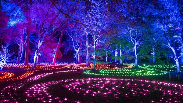 Illuminated lightscape scene of trees lit up in different colours 