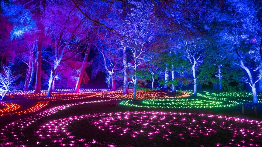 Illuminated lightscape scene of trees lit up in different colours  