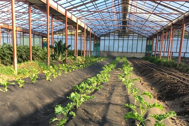 Green leafy vegetables growing in a glasshouse