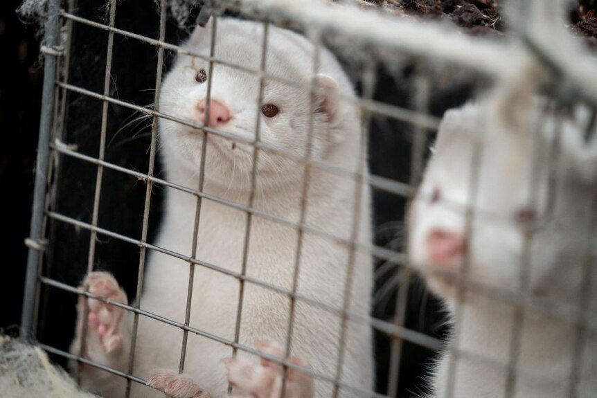 Two white mink in a cage