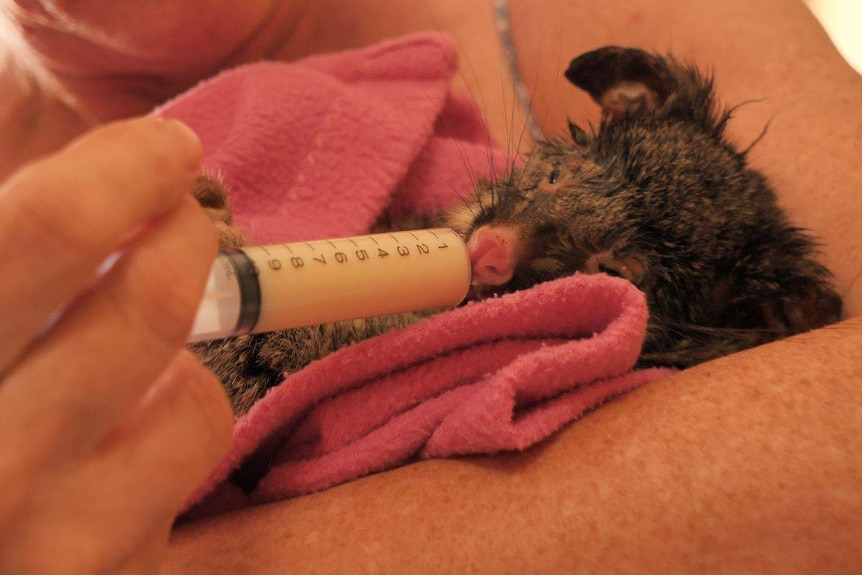A small possum with burns to its face sits in a persons arms, being fed milk through a syringe