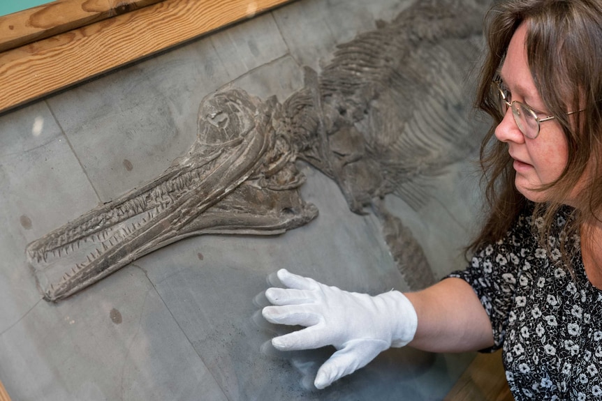 A woman wearing a cotton glove inspects a dinosaur fossil.