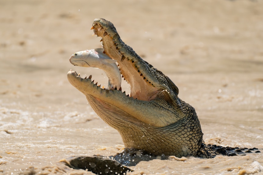 在北领地的卡希尔斯路口，一只咸水鳄鱼从水中跳出，吃着一条鲻鱼。