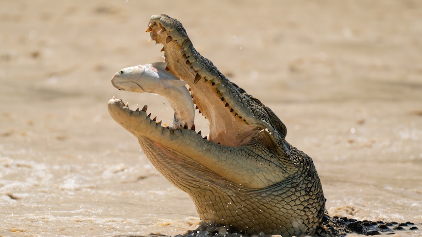 A saltwater crocodile leaping from the water eating a mullet fish at Cahills Crossing in the Northern Territory