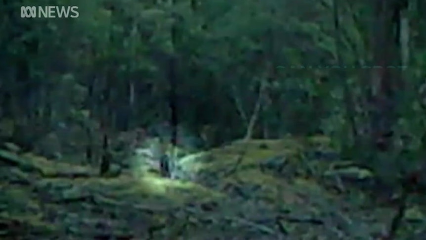 A trio of Tasmanians say they've got footage of a Tasmanian tiger