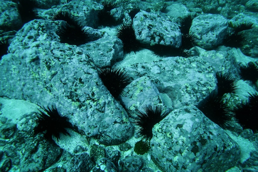 barren sea urchin underwater