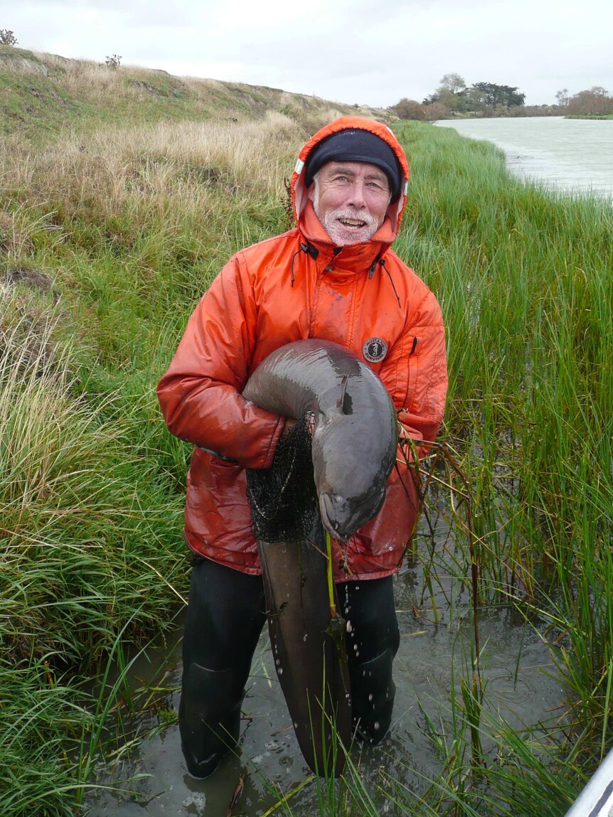 Large longfin eel