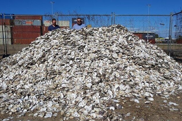 Huge pile of cleaned oyster shells with people standing behind it for scale.