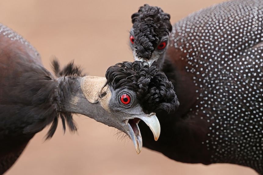 A guineafowl scratching the ear of another guineafowl