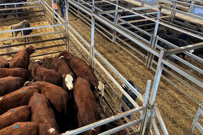 People wearing face masks at saleyard