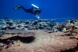 A scuba diver writes on a clipboard while swimming over bleached coral.